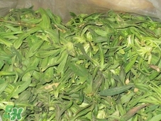 面條菜吃多了會怎么樣?面條菜吃多了好不好? 面條菜吃多了會怎么樣?面條菜吃多了好不好?