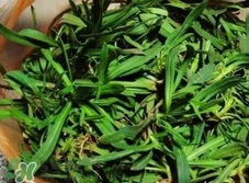 面條菜是什么菜?面條菜是什么樣子? 面條菜是什么菜?面條菜是什么樣子?