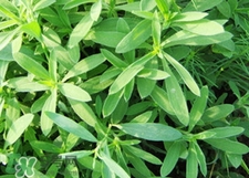 面條菜是什么菜?面條菜是什么樣子? 面條菜是什么菜?面條菜是什么樣子?