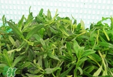 面條菜是酸性還是堿性?面條菜是堿性食物嗎? 面條菜是酸性還是堿性?面條菜是堿性食物嗎?