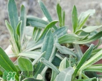 面條菜是酸性還是堿性?面條菜是堿性食物嗎? 面條菜是酸性還是堿性?面條菜是堿性食物嗎?