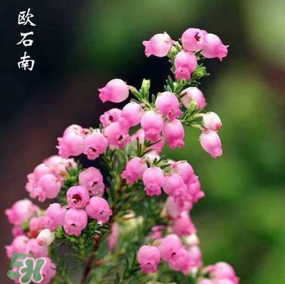 石楠花可以吃嗎？石楠花花語