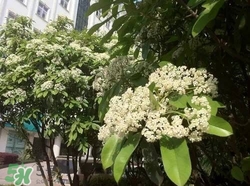 石楠花可以吃嗎？石楠花花語