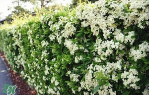 石楠花可以吃嗎？石楠花花語