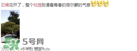 為什么學校要種石楠花？石楠花的味道為什么這么銷魂？