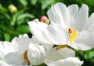 白芍可以美白嗎？白芍怎么美白？