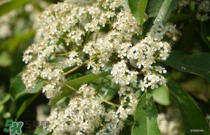 女生說她喜歡石楠花的味道是什么意思？女生對(duì)石楠花氣味是什么感覺？