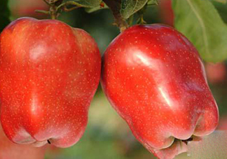 蛇果熱量高嗎？蛇果可以減肥嗎？