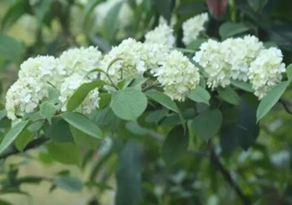 為什么學(xué)校要種石楠花？石楠花的味道為什么這么銷魂？