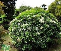 為什么學校要種石楠花？石楠花的味道為什么這么銷魂？