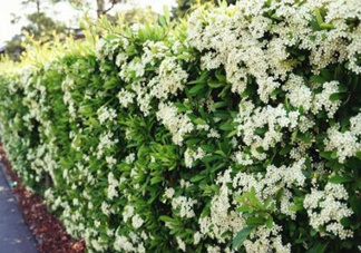 石楠花可以吃嗎？石楠花花語