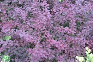 石楠花可以吃嗎？石楠花花語