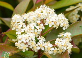 石楠花可以吃嗎？石楠花花語