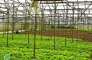 五月份種什么蔬菜？5月份適合種什么蔬菜？