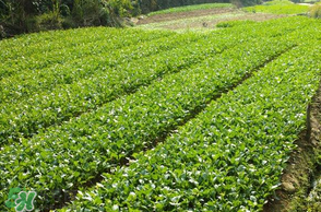 五月份種什么蔬菜？5月份適合種什么蔬菜？