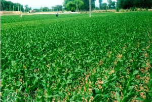 五月份種什么蔬菜？5月份適合種什么蔬菜？