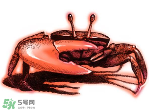 五月份可以吃螃蟹嗎？5月份可以吃螃蟹嗎？