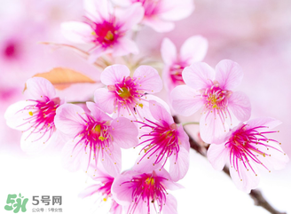 五月份還有櫻花嗎？日本5月份還有櫻花嗎？