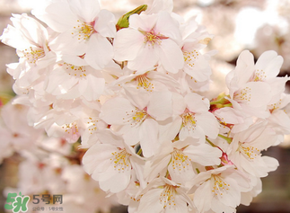 五月份還有櫻花嗎？日本5月份還有櫻花嗎？