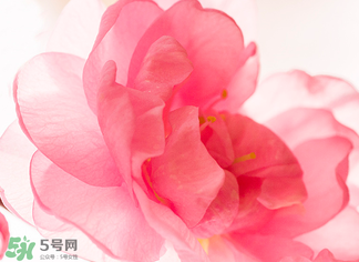 五月份還有櫻花嗎？日本5月份還有櫻花嗎？