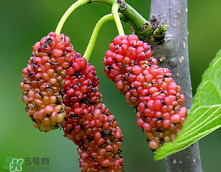 桑葚什么時候結(jié)果？桑葚幾年結(jié)果？