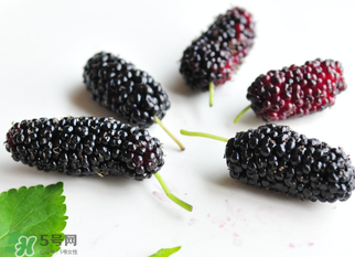 桑葚什么時候結(jié)果？桑葚幾年結(jié)果？