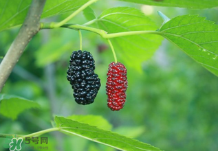 桑葚什么時候結(jié)果？桑葚幾年結(jié)果？