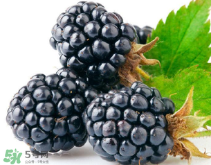 桑葚多少錢一斤？桑葚多少錢一斤2017？