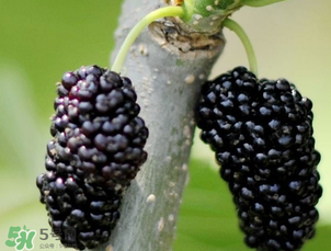 桑葚多少錢一斤？桑葚多少錢一斤2017？