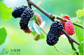 哪些人不能吃桑葚？桑葚什么人不能吃？