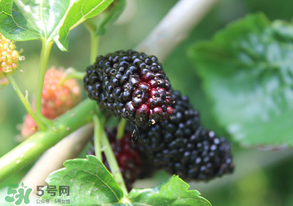 哪些人不能吃桑葚？桑葚什么人不能吃？