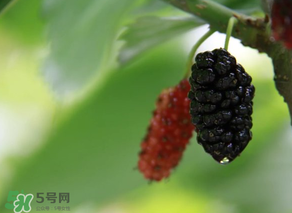 哪些人不能吃桑葚？桑葚什么人不能吃？