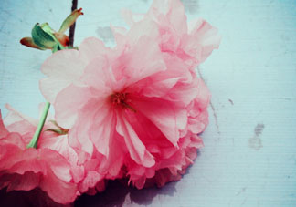 五月份還有櫻花嗎？日本5月份還有櫻花嗎？