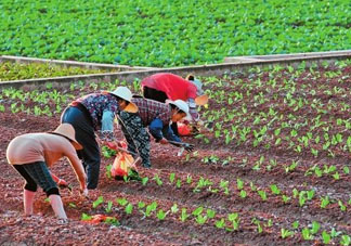 五月份種什么蔬菜？5月份適合種什么蔬菜？