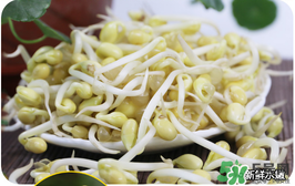 黃豆芽不熟有毒嗎 黃豆芽炒不熟會中毒嗎 黃豆芽不熟有毒嗎 黃豆芽炒不熟會中毒嗎
