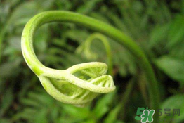 蕨苗能吃嗎？蕨苗可不可以吃？