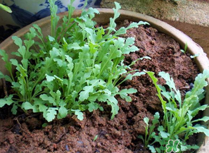 罌粟苗能當菜吃嗎？罌粟苗可以當菜吃嗎？