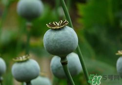 罌粟苗能當菜吃嗎？罌粟苗可以當菜吃嗎？