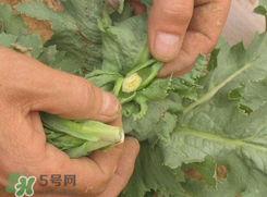 大煙苗能吃嗎？大煙苗能生吃嗎？