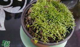 大煙苗能吃嗎？大煙苗能生吃嗎？