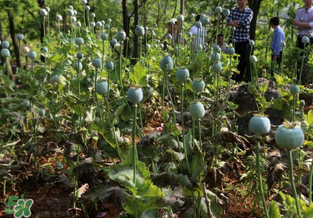 大煙苗能吃嗎？大煙苗能生吃嗎？