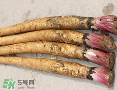 東洋參的營(yíng)養(yǎng)價(jià)值_東洋參的功效與作用及食用方法 東洋參的營(yíng)養(yǎng)價(jià)值_東洋參的功效與作用及食用方法