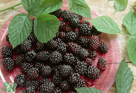 桑葚為什么有酒味？桑葚有酒味可以吃嗎？