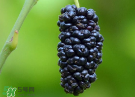 桑葚為什么有酒味？桑葚有酒味可以吃嗎？