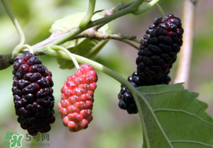 桑葚酸嗎？桑葚為什么酸？