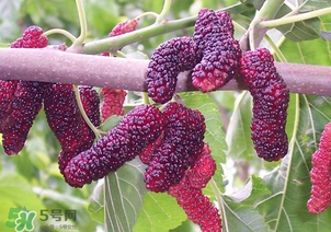 桑葚酸嗎？桑葚為什么酸？