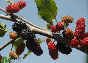 桑葚發(fā)霉了還能吃嗎？桑葚發(fā)霉了還能泡酒嗎？