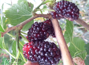 桑葚發(fā)霉了還能吃嗎？桑葚發(fā)霉了還能泡酒嗎？