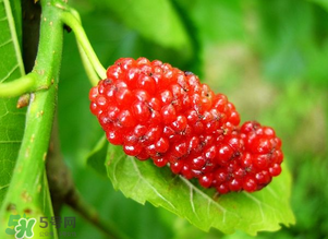 桑葚變紅了可以吃嗎？桑葚發(fā)紅可以吃嗎？