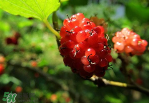 桑葚變紅了可以吃嗎？桑葚發(fā)紅可以吃嗎？